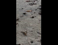 Woman bikini poses with tripod at beach