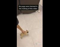 Guy winds turns tail pug puppy dog