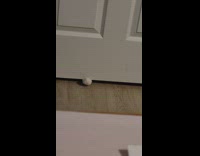 Paws of cat grab under the door