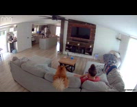 Dog lifted gets hit by ceiling fan