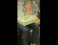 Woman holds white bird cage with green bird on lap on subway train