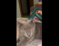 Cat lie down massaged by massage gun