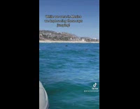 BitchMP - Stingrays migrating and jumping out of water 