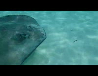 Stingray swim past the filmer on water