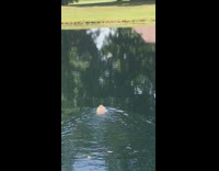 Brown groundhog animal swims across pond water