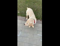 Dog fetch toy while other dog sit