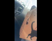 Cat tries to claw its way out from box 