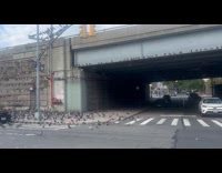 Collab WINY - Large flock of pigeons beside the bridge