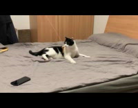 Cat spin around on bed chase toy
