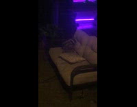 Two raccoons play wrestle couch backyard night