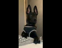 Dog not allowed in bed 