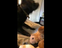 Black dog sits and rubs his butt on brown dog, woman laughs at them