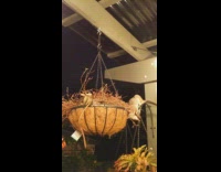 Two possum burrows on the hanged basket