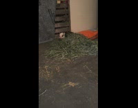 Small pig hiding under hay 