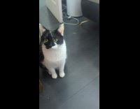 Cat lets out tongue watching owner pull tape 