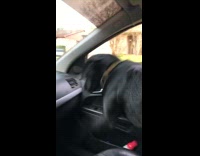 Guy brake checks black dog in car