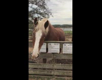 Brown horse with blonde hair sneezing