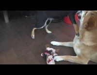 Black and brown shiba uni dogs play fight with toy