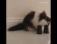 Cat chooses cup with green object underneath 