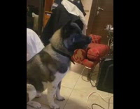 Dog Siberian Husky howl television video