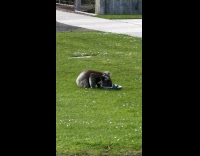 Water bowl left at yard for koalas 