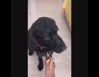 Dogs pass the brush before and after