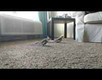Two birds walk around carpet floor