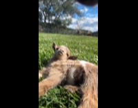 Baby goat lie down on the grass