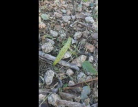 Green caterpillar crawls on rocks 