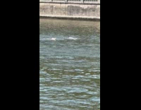 Swimmers swimming in Harlem river with boat convoy