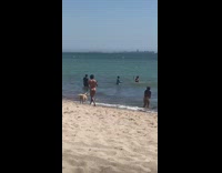 Pink bikini girl brown dog beach friend 