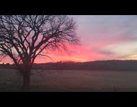 Sunset view from the backyard with tree