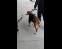 Collab WINY - Dog carry large branch stick walk street