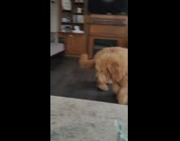 BFF visits brown dog at home