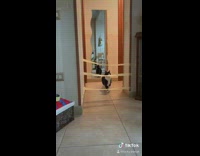 Black white cat jumps over tape doorway 
