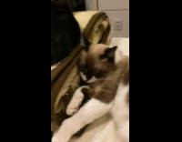 Two pet cat lie down and sleeps beside each other on the bed