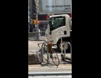 Bee swarm hive on the bike seat Part 6