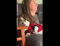 Collab Clips MPUGC - Dog comfortably sleeping on hoomans lap