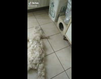 Guy shapes white fur into dog broom