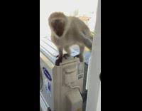 Monkey on balcony imitate person slap glass