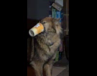 Dog wear cup on snout lick cream
