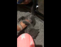 Kitten stop moving when girl stop petting