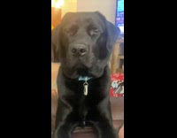 Black dog pushes and closes owners laptop screen 