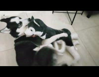 Husky playing with toy plushy that looks just like him