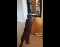 Collab Clips mpugc - Confused cat saw its reflection in the mirror