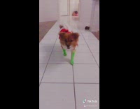 Dog red santa costume dyed green arms