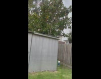 Crow follows another crow at the backyard