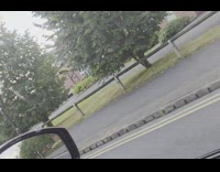 Bee holding onto car window while its moving