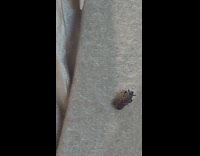 Lanternfly on coat of mannequin display