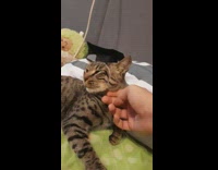Cat wears black graduation cap 